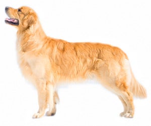 Golden retriever clippers hotsell