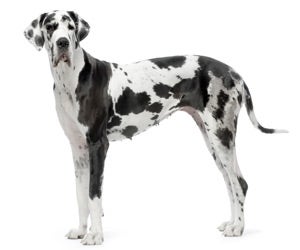 Great Dane