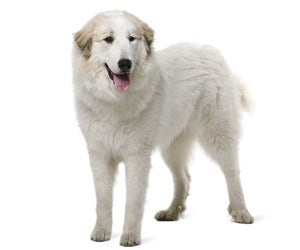 can you cut a great pyrenees hair