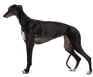 Greyhound