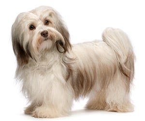 Best dog store clippers for havanese