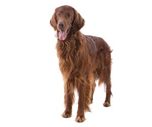 Irish Setter Wahl USA