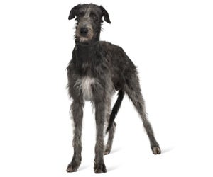 Irish Wolfhound