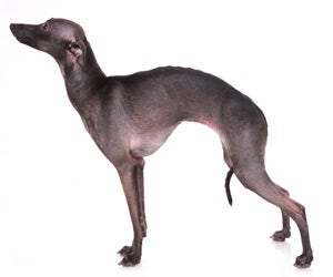 Hairless greyhound sale