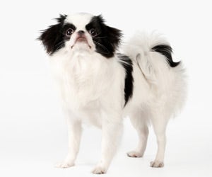 Japanese Chin