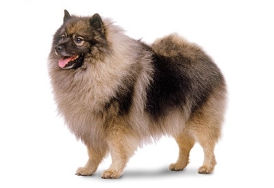 Best brush for clearance keeshond