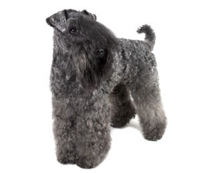 Kerry Blue Terrier