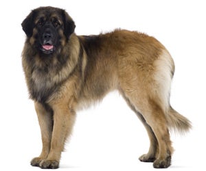 Leonberger