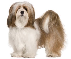 Lhasa poo hot sale haircuts