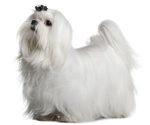 Maltese