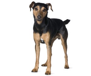 Manchester Terrier