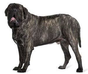 Short best sale hair mastiff