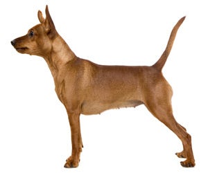 Miniature Pinscher