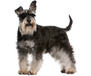 Miniature 2024 schnauzer hair