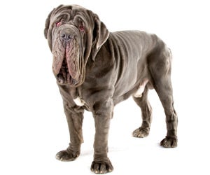 Neapolitan Mastiff