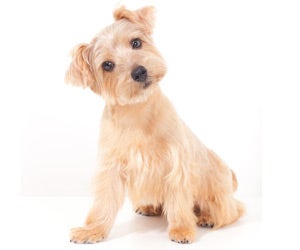 are norfolk terriers jealous