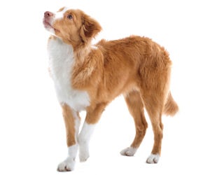 can a nova scotia duck tolling retriever live in india