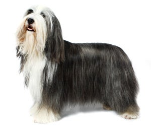 Old english best sale sheepdog hair