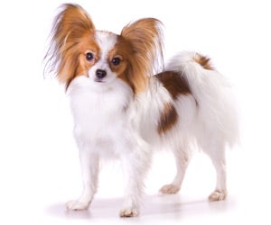 Papillon 2024 dog haircut