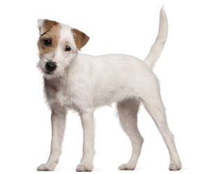 Long haired hotsell jack russell grooming