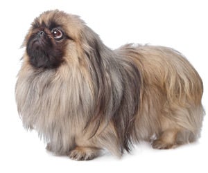 Pekingese hair hot sale loss