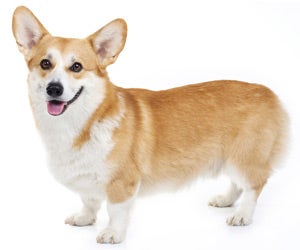 do corgis get haircuts