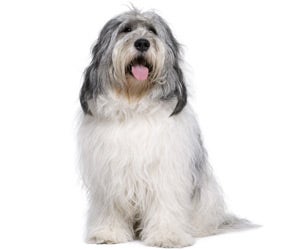 are old english sheepdogs polite with strangers