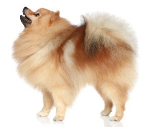 Best clippers hot sale for pomeranians