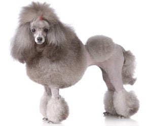 Poodle trimmers 2024