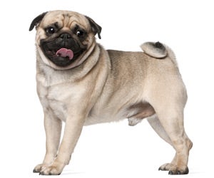 Pug