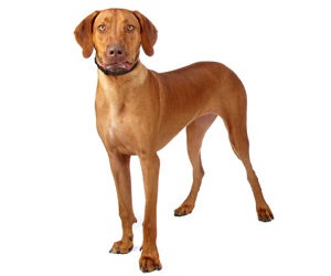 Rhodesian Ridgeback