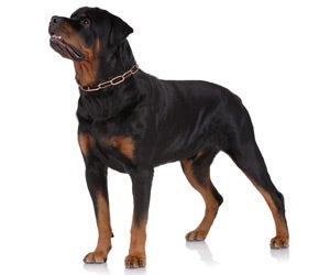 How to make rottweiler coat outlet shiny