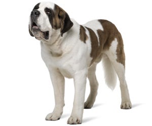 St best sale bernard coat