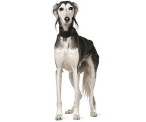 Saluki