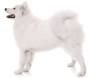 Samoyed