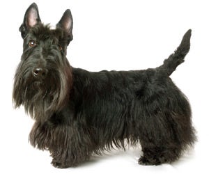 Grooming deals a scottie