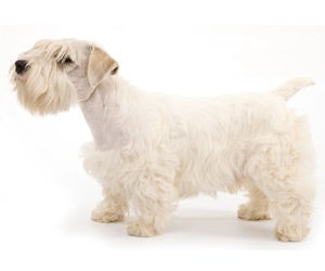 Sealyham Terrier