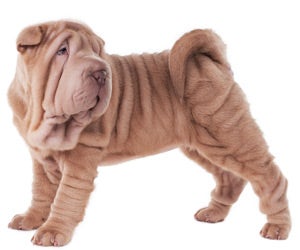 does the shar pei attack humans