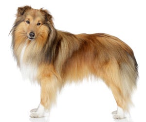 Shetland Sheepdog