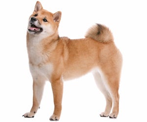 Grooming a best sale shiba inu