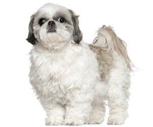 Shih Tzu Wahl USA