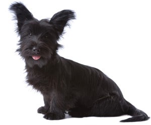 how do groomers bathe a skye terrier