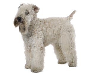 Soft Coated Wheaten Terrier