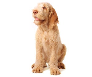 Spinone grooming hot sale