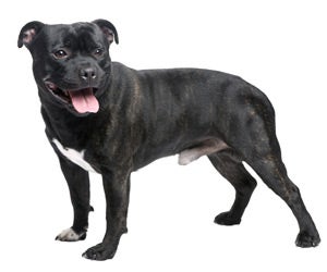 Staffordshire Bull Terrier