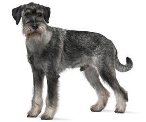 Standard schnauzer hot sale grooming guide