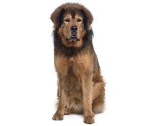 Tibetan mastiff hot sale long hair