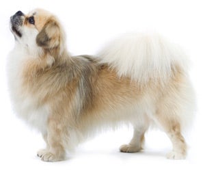 Tibetan Spaniel