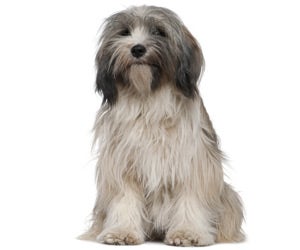 Tibetan Terrier Wahl USA