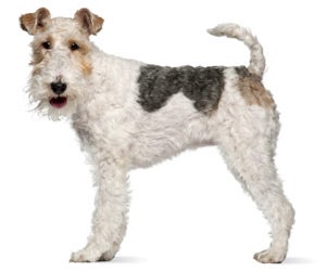 do toy fox terriers have docked tails